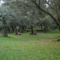 Parc d'oliviers centenaires en Haute Corse.